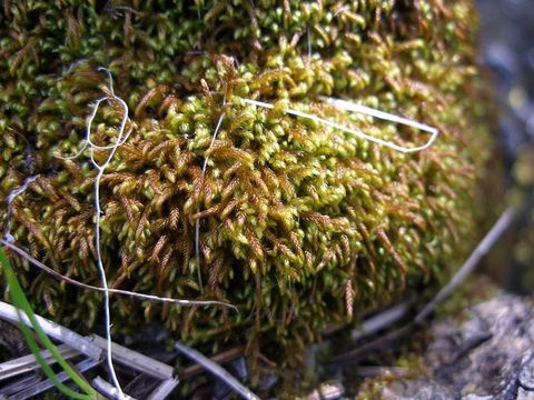 Image of serpentine pseudoleskeella moss