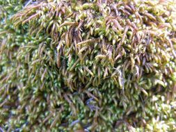 Image of serpentine pseudoleskeella moss