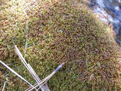 Image of serpentine pseudoleskeella moss