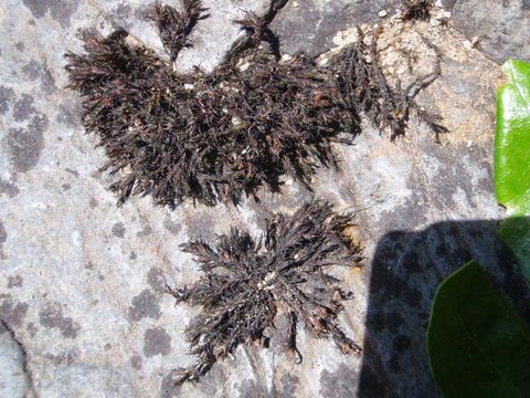 Image of schistidium moss