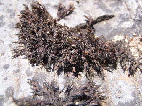 Image of schistidium moss