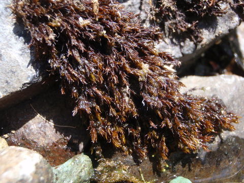 Image of schistidium moss