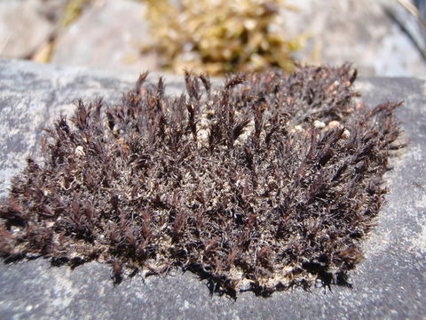 Image of schistidium moss