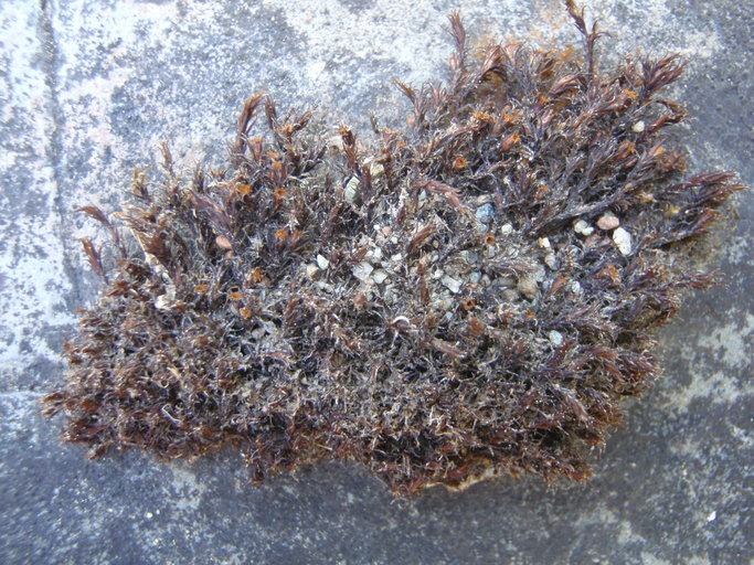 Image of schistidium moss