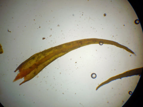 Image of schistidium moss