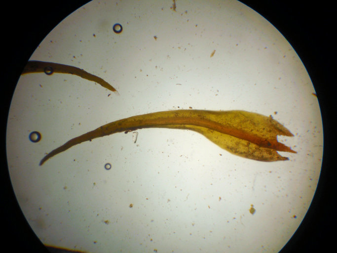 Image of schistidium moss