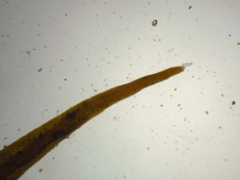 Image of schistidium moss