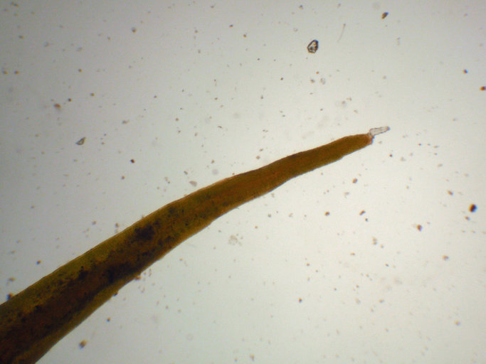 Image de Schistidium cinclidodonteum B. Bremer 1980