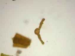 Image of schistidium moss