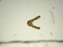 Image of schistidium moss