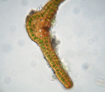 Imagem de Schistidium cinclidodonteum B. Bremer 1980