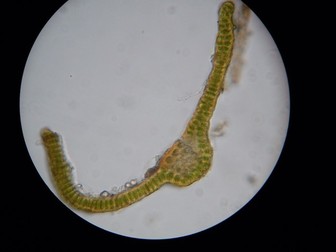 Image of schistidium moss