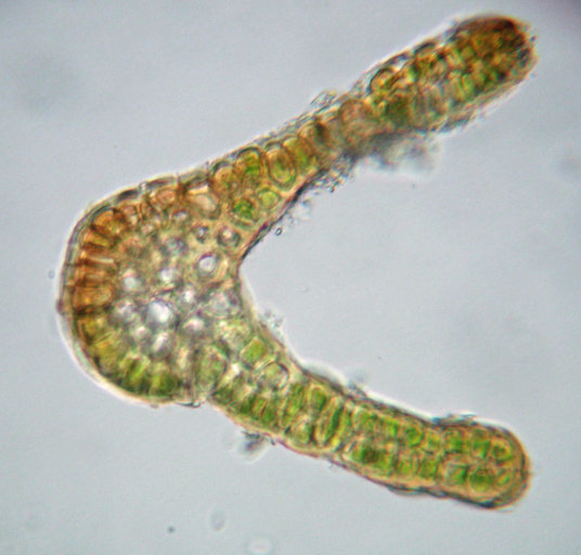 Image of schistidium moss