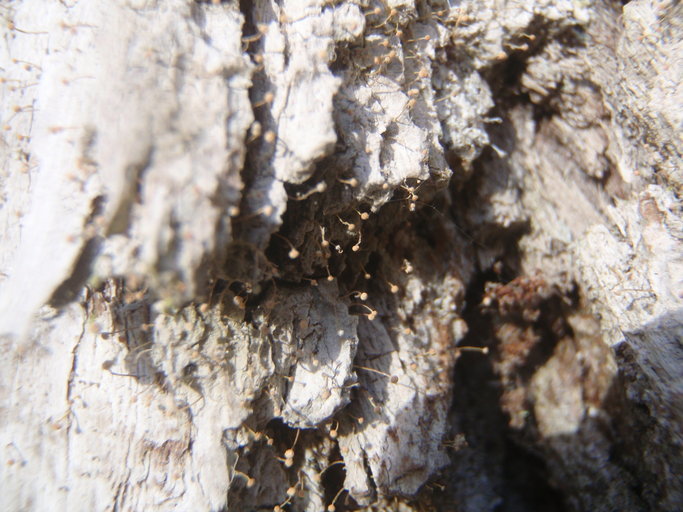 Image of Sclerophora amabilis (Tibell) Tibell