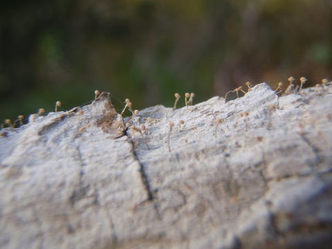 Sclerophora amabilis (Tibell) Tibell resmi