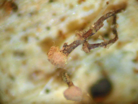 Image of Sclerophora peronella (Ach.) Tibell