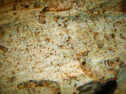 Image of Sclerophora peronella (Ach.) Tibell