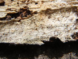 Image of Sclerophora peronella (Ach.) Tibell