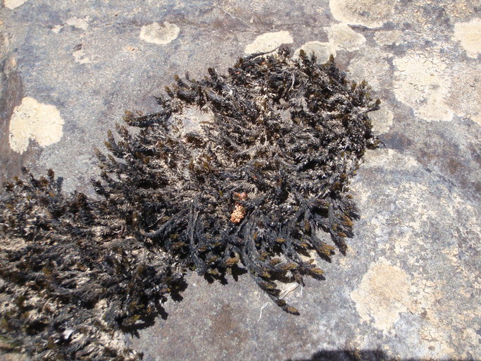 Image of marginate splashzone moss