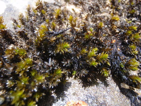 Image of marginate splashzone moss