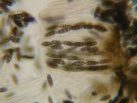 Image of <i>Stenocybe major</i>