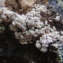 Image of snow lichen