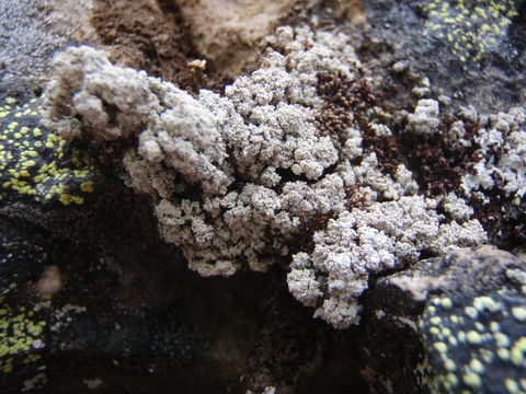 Image of snow lichen