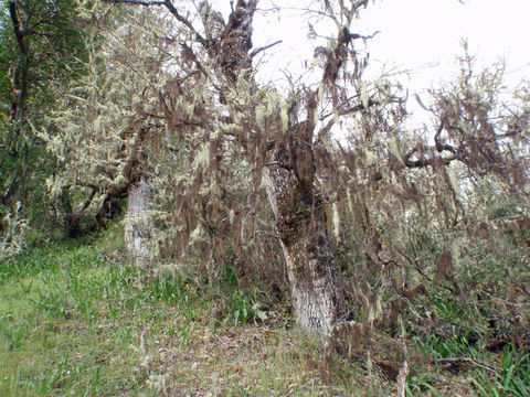 Image of groovy beard lichen