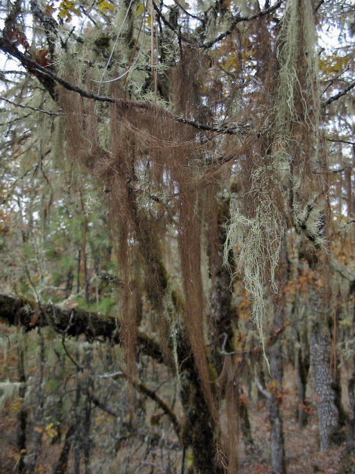 Image of groovy beard lichen