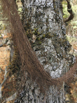 Image of groovy beard lichen