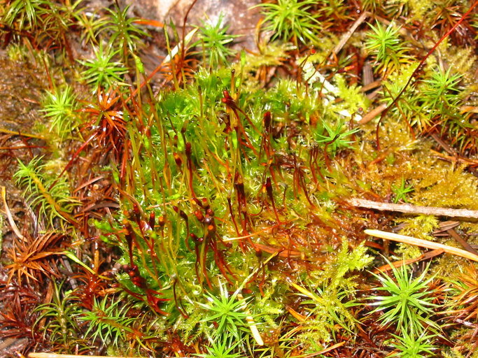 Image of serrate dung moss