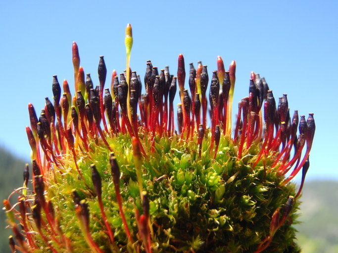 Image of Black fruited stink moss