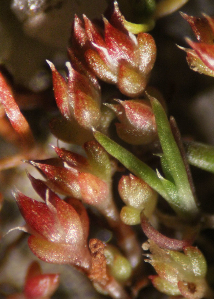 Crassula tillaea Lester-Garland resmi