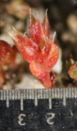 Crassula tillaea Lester-Garland resmi