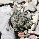 Image of Jaeger's draba