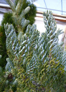 Image of Korean Fir