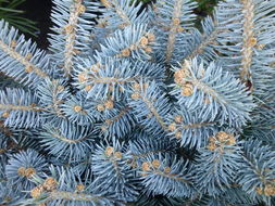 Image of blue spruce