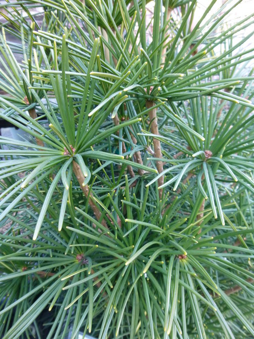 Image of Japanese Umbrella Pine