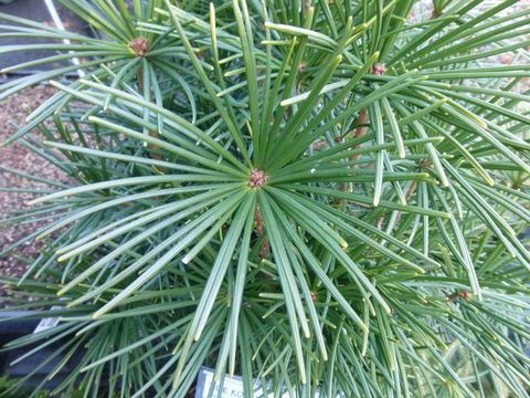 Image of Japanese Umbrella Pine