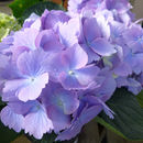 Image of Bigleaf Hydrangea