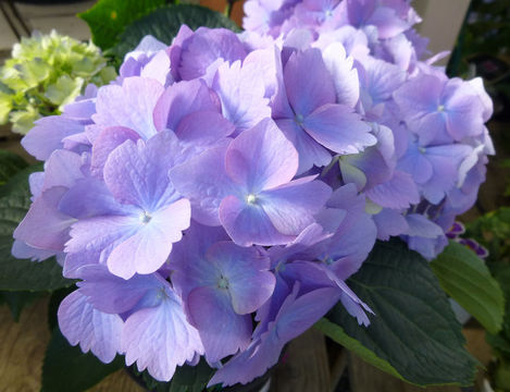 Plancia ëd Hydrangea macrophylla (Thunb.) Seringe