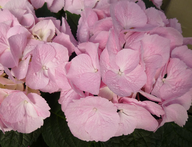 Image of Bigleaf Hydrangea