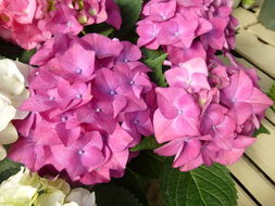 Image of Bigleaf Hydrangea