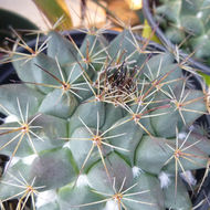 Image of Mammillaria melanocentra Poselg.