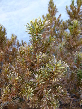 Image of Japanese Yew