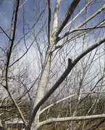 Image of White Poplar