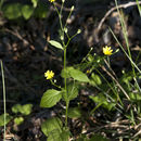 Image of nipplewort