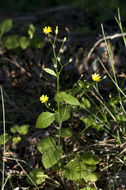 Image of common nipplewort