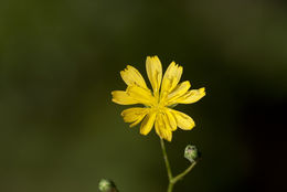 Image of common nipplewort