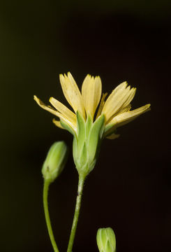 Image of common nipplewort